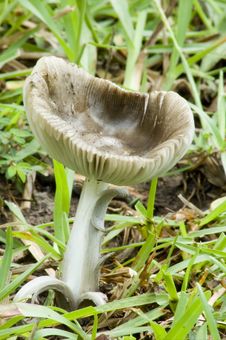 Mushroom Cup In The Grass Royalty Free Stock Photography Mushroom Cup In The Grass Royalty Free Stock Photography