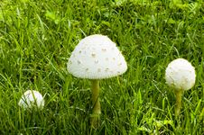 Three White Mushrooms In A Field Stock Image Three White Mushrooms In A Field Stock Image