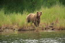 Grizzly Bear Gaze Royalty Free Stock Photo
