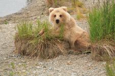 Grizzly Bear Cub Stock Photos