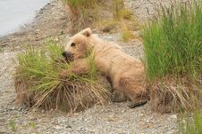 Grizzly Bear Cub II Stock Photos Grizzly Bear Cub II Stock Photos