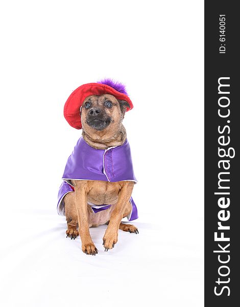 Mini pincher dog in purple and red costume. Mini pincher dog in purple and red costume