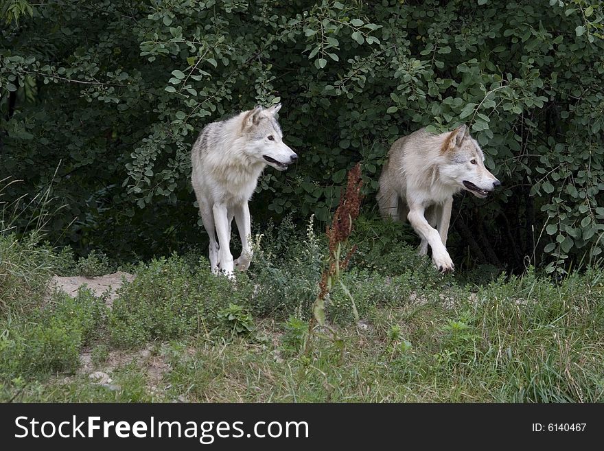 Wolves in summer, in west island of Montreal.