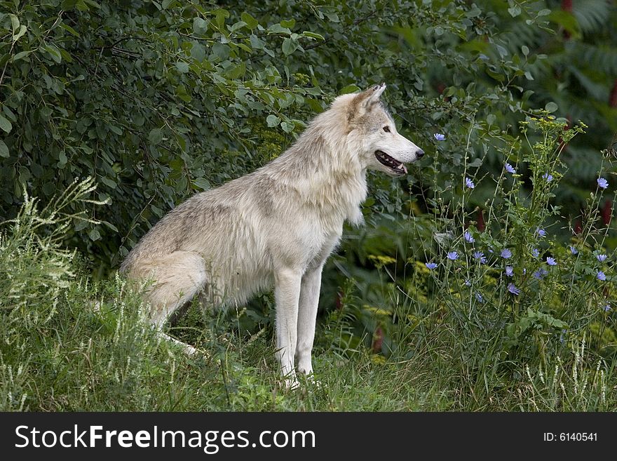 Wolf In Summer