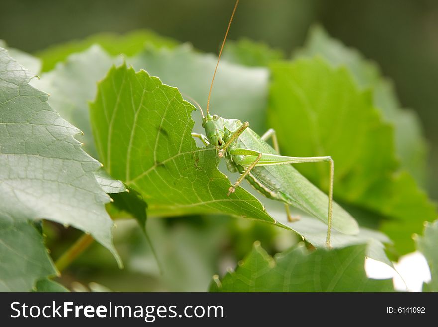 Locust on leaves