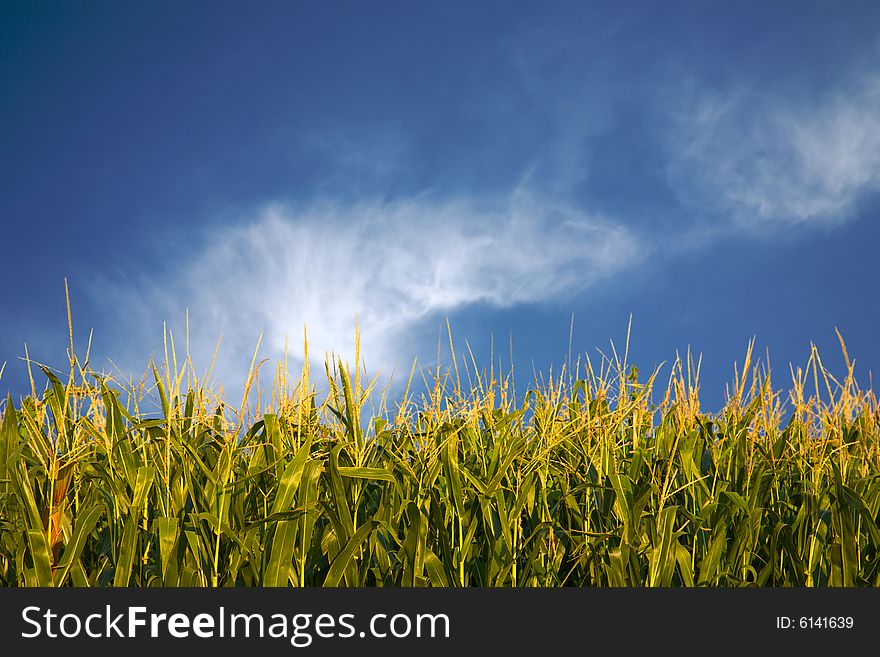 A cornfield with bright blue sky. A cornfield with bright blue sky