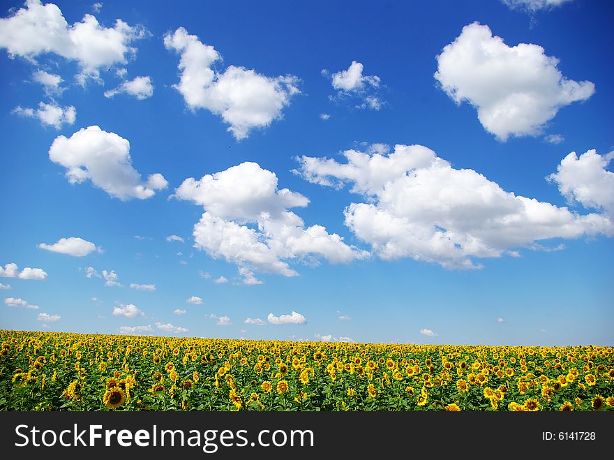 Sunflower field over cloudy blue sky