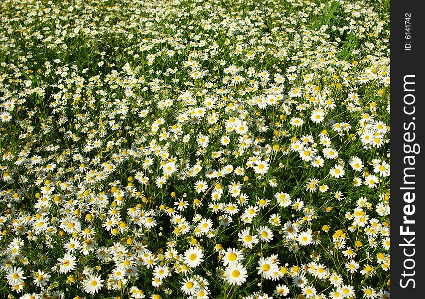 Blooming wild camomile flowers in the field. Blooming wild camomile flowers in the field
