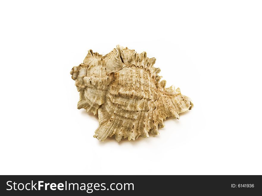 Sea shell isolated on white