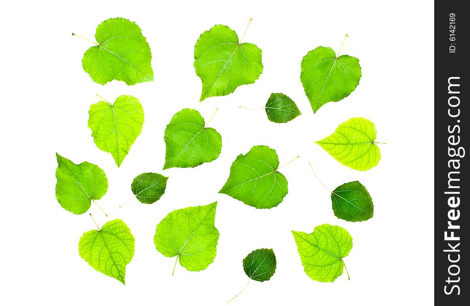 Leaves isolated on white background