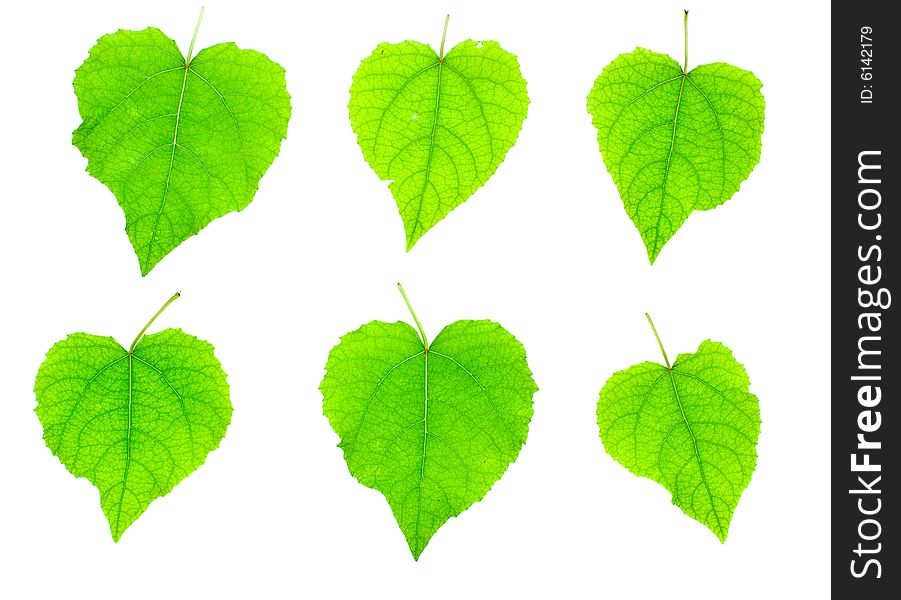 Leaves isolated on white background