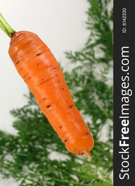Fresh bio carrot from own garden