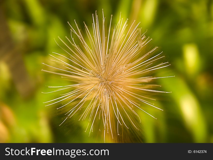 A dandelion clock seed pod on a blurred green background