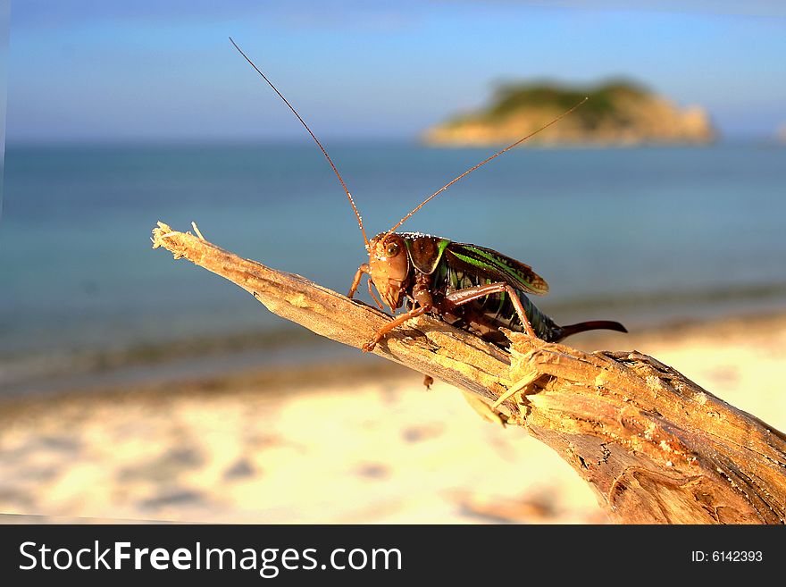 Grasshopper on the rod against the background of the beach