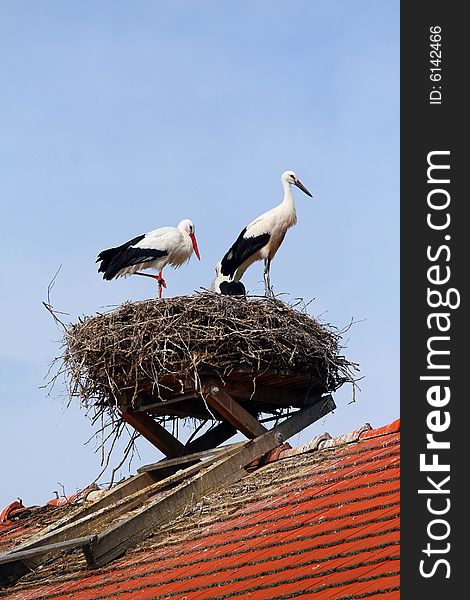 Stork couple on their nest. Stork couple on their nest