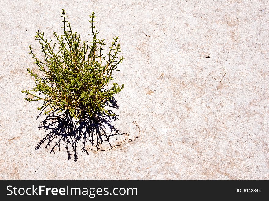 Green plant on dry ground. Green plant on dry ground