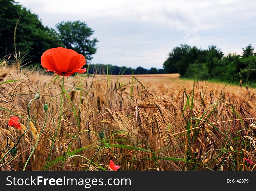 Red poppy in a wheat field