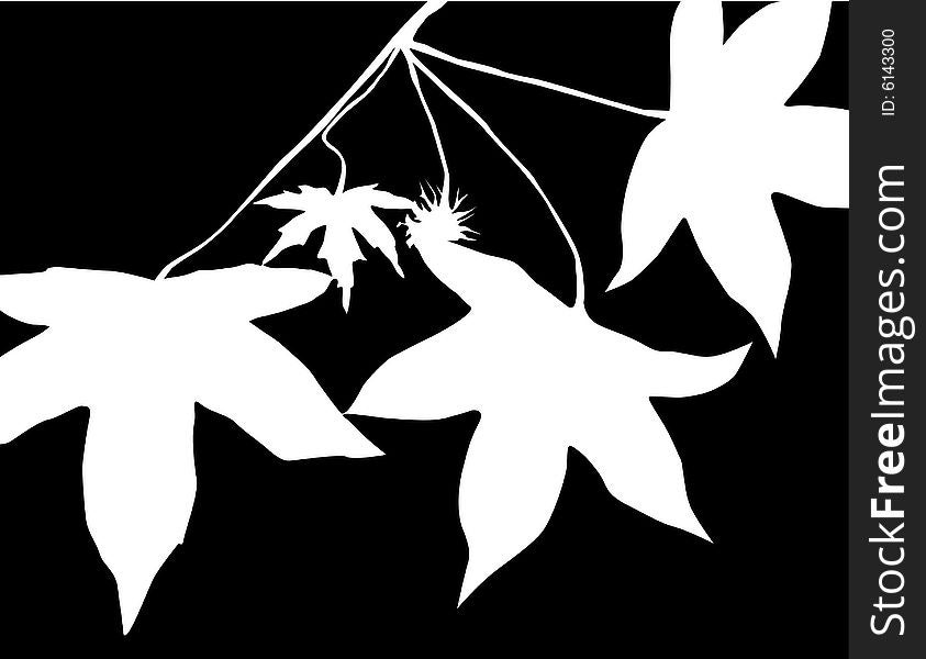 Silhouettes of lliquidambar eaves, black on white. Silhouettes of lliquidambar eaves, black on white