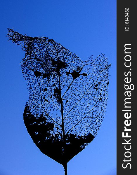 Silhouette of a leaf skeleton against a blue background. Silhouette of a leaf skeleton against a blue background.