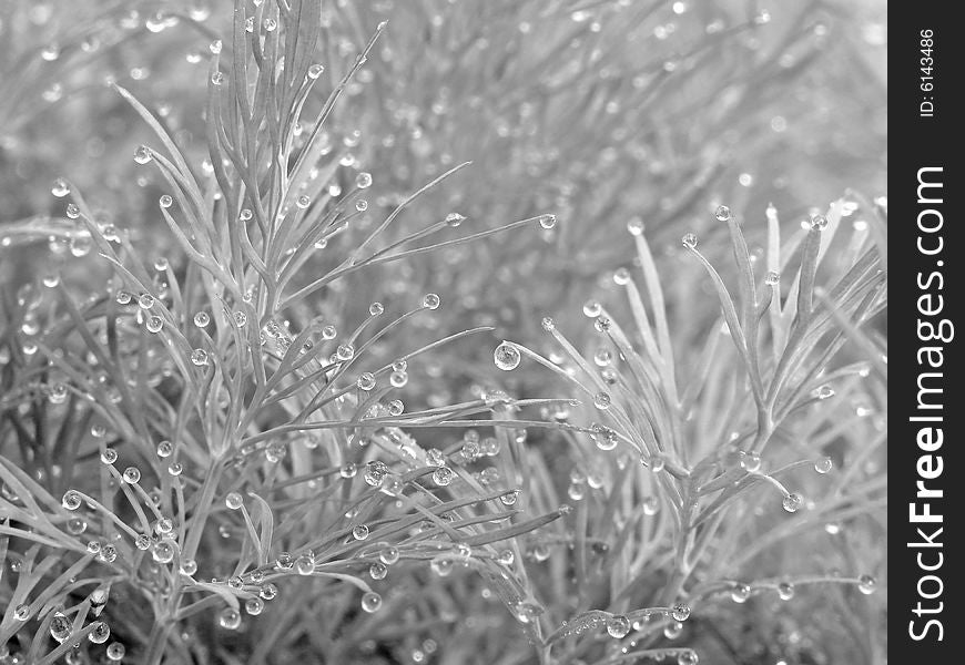 Dill leaves with dew drops as nature background. Dill leaves with dew drops as nature background