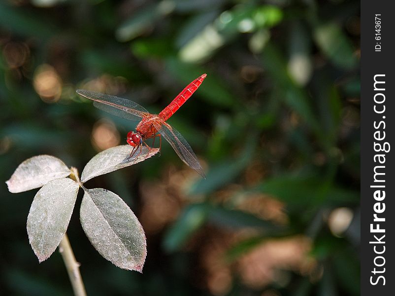 An image of a red dragaonfly hovering over a leaf. An image of a red dragaonfly hovering over a leaf.