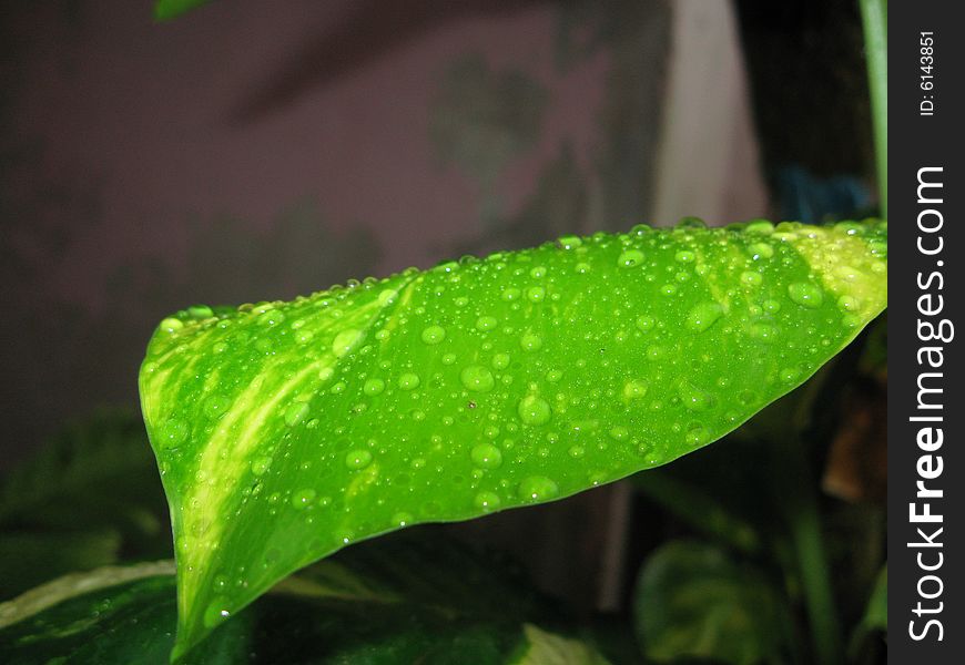 Watered leaf of monyey plat..