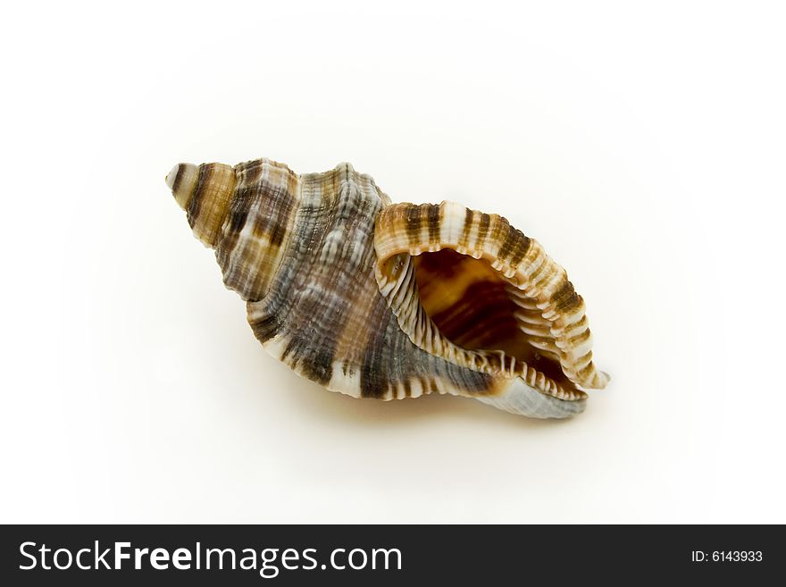 Sea shell isolated on white background