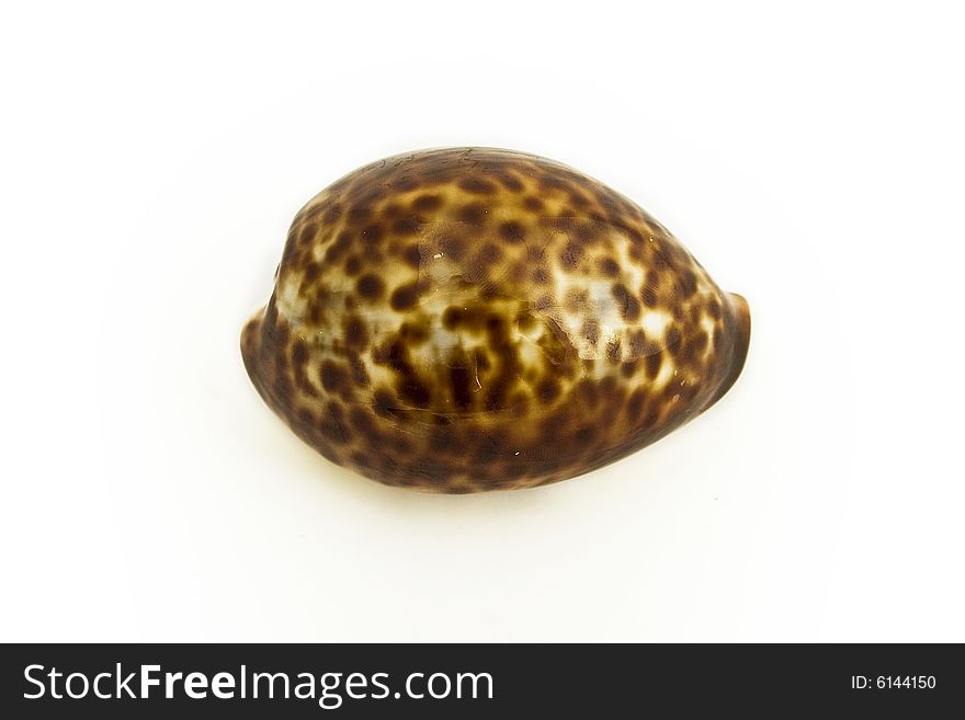 Sea shell isolated on white