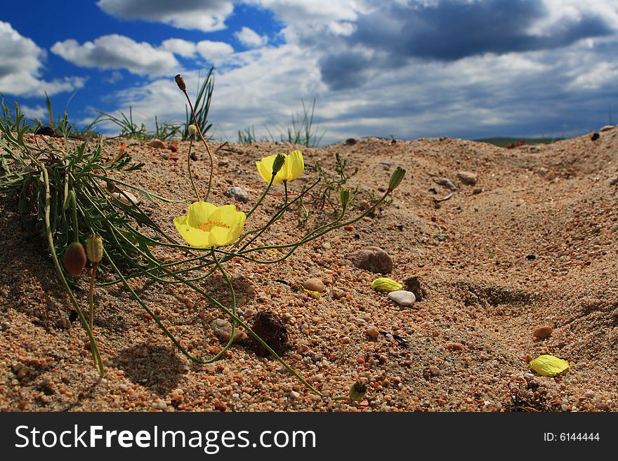 Yellow flowers on the sand