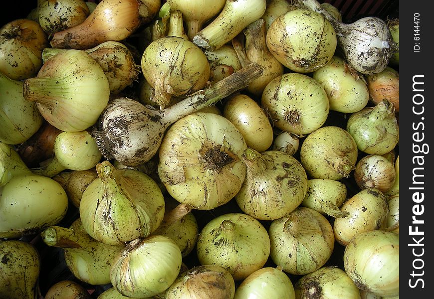 Onion and Garlic on a dark background. Onion and Garlic on a dark background