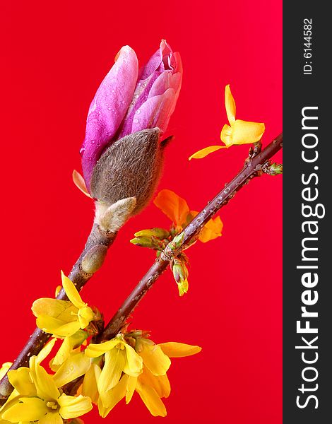 Bulb of magnolia flower close-up on the red background. Bulb of magnolia flower close-up on the red background