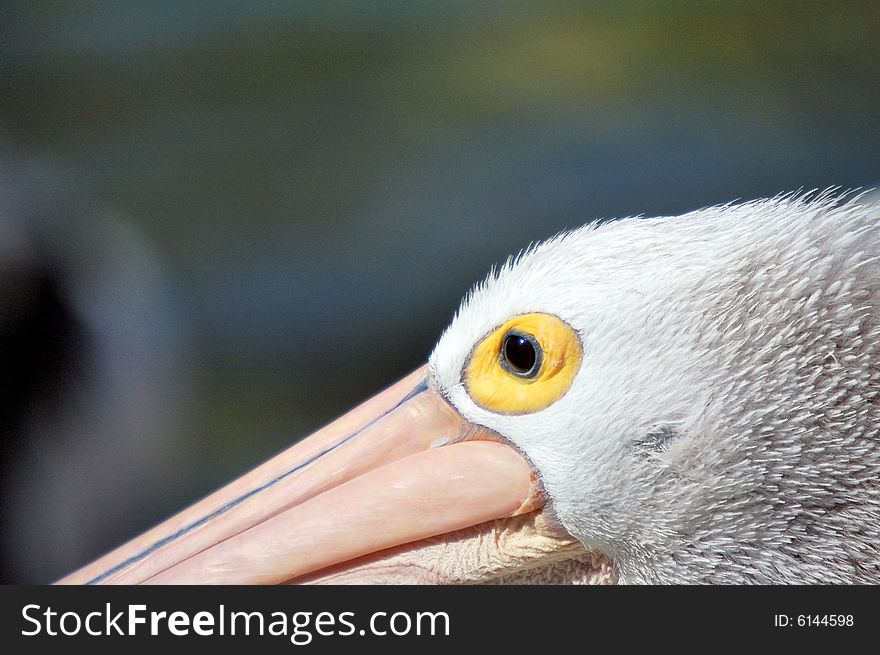 Australian Pelican Eye