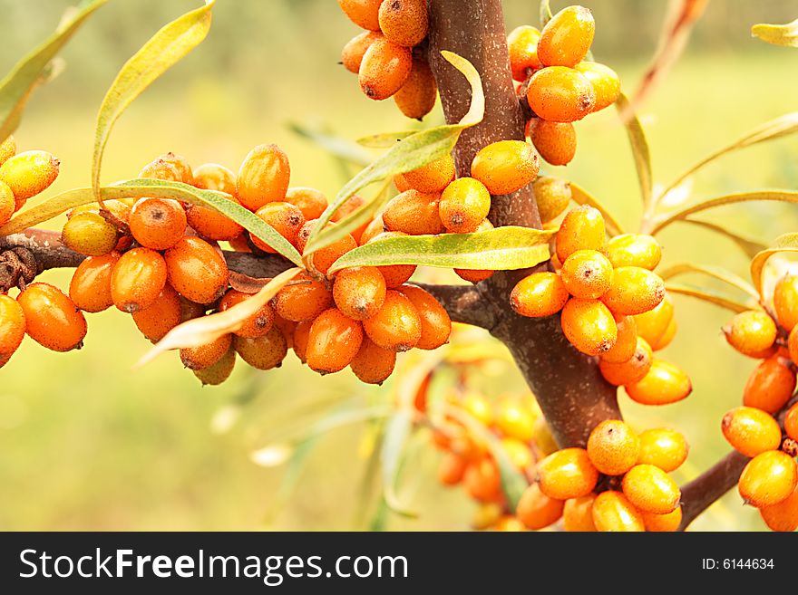 Sea-buckthorn berries,focus on a center