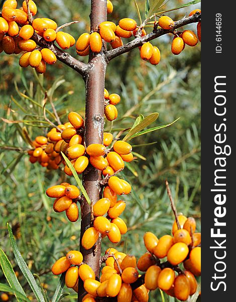 Sea-buckthorn berries,focus on a center