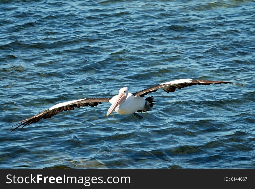 Flying Australian Pelican