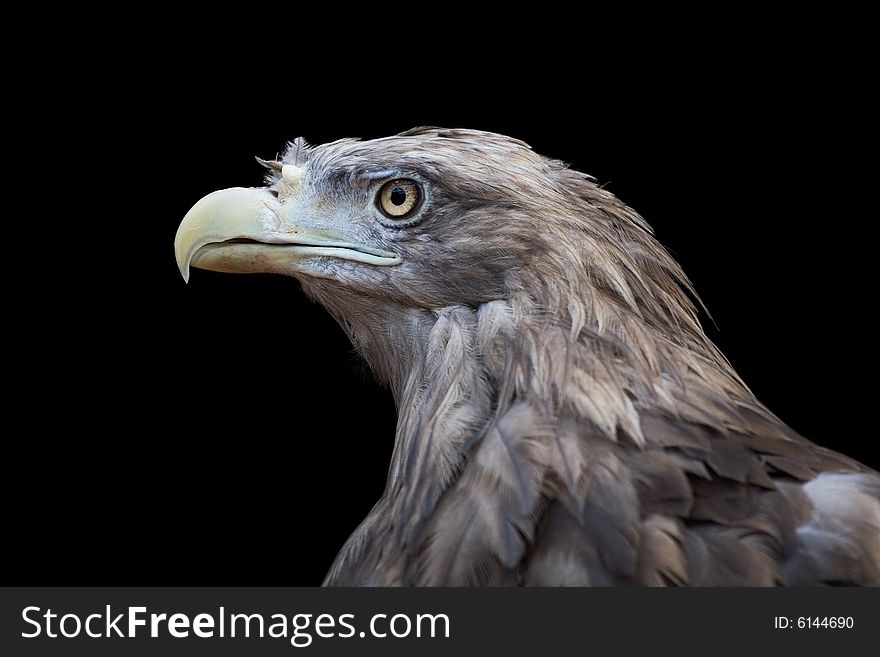 Bird of prey. Zoo in Lipetsk. Russia