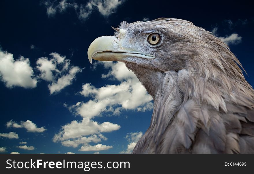 Bird of prey. Zoo in Lipetsk. Russia