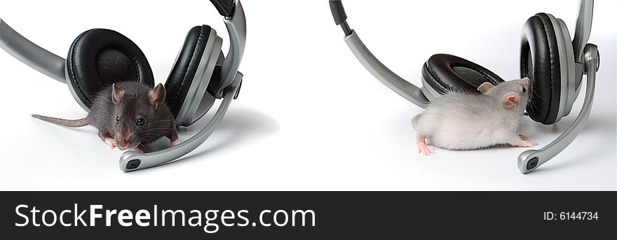 Two rat with headphones on a white background. Two rat with headphones on a white background