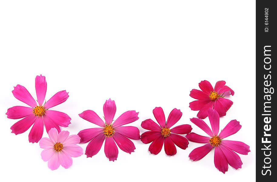 Fresh red and pink flowers lay on a white background.