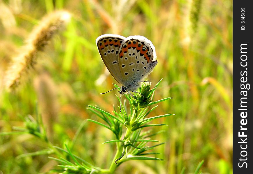 A butterfly on a sunflower.