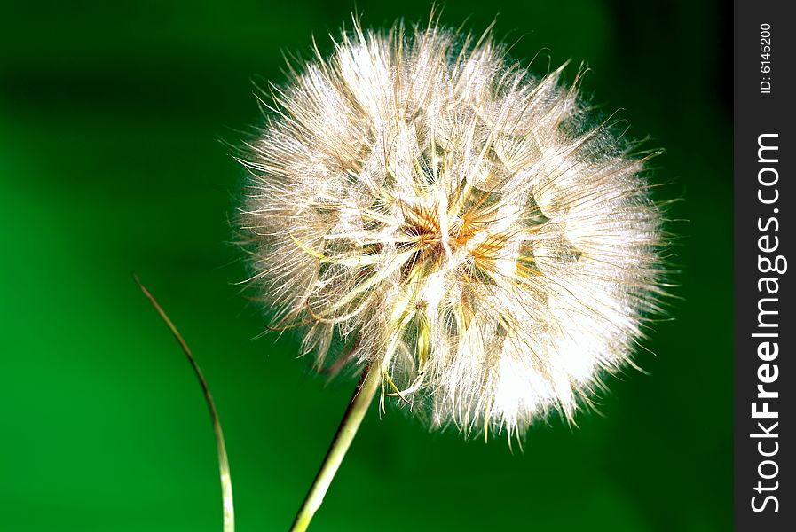 Dandelion isolated on green background.