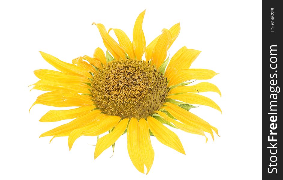 Beautiful sunflower isolated on white background.