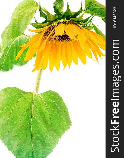 Beautiful sunflower isolated on white background.