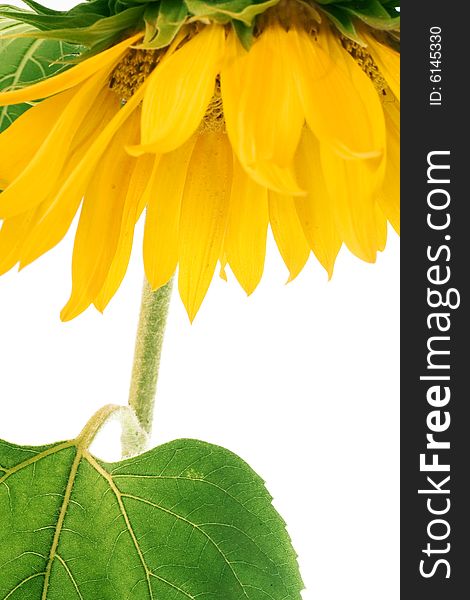 Beautiful sunflower isolated on white background.