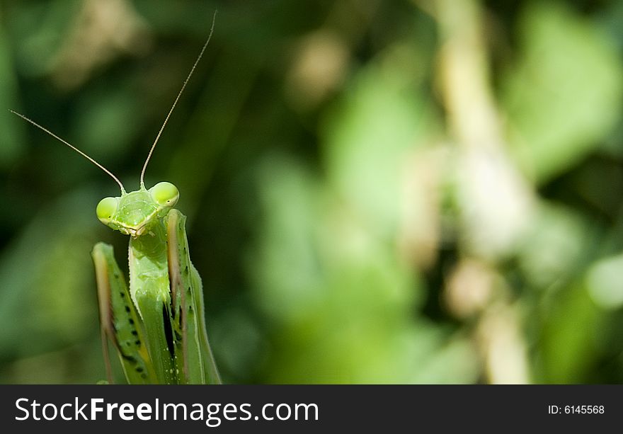 Close up of a green prayind mantis in Sardinia. Close up of a green prayind mantis in Sardinia.