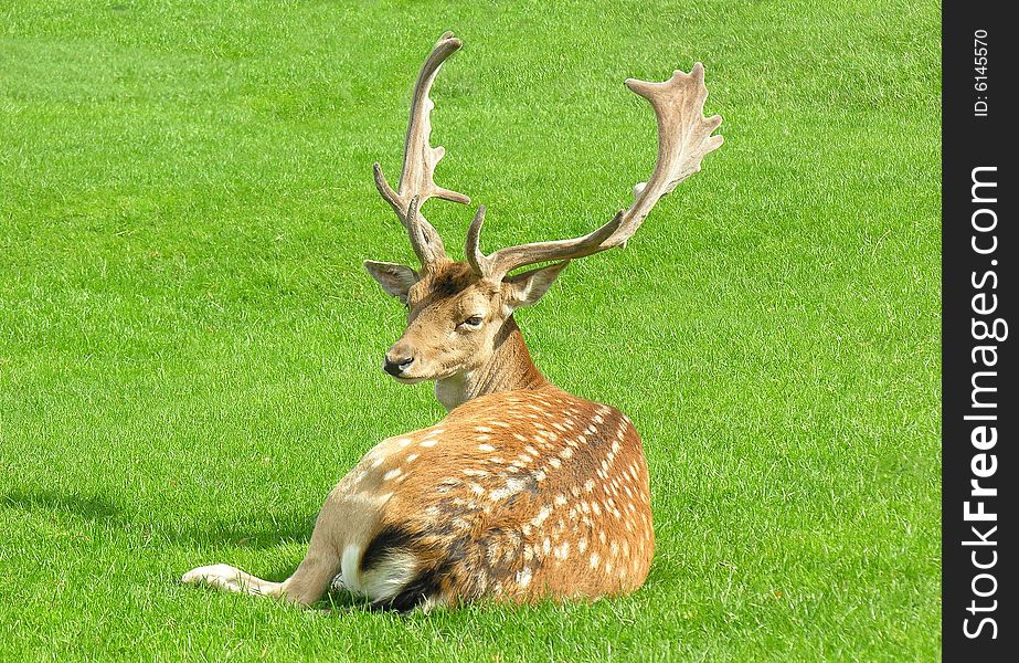 Male Fallow (Dama dama) Deer in field with grass background. Male Fallow (Dama dama) Deer in field with grass background