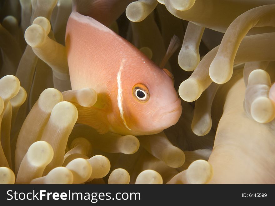 Pink Anemonefish (Amphiprion perideraion) peeking out from the safety and security of its anemone home.