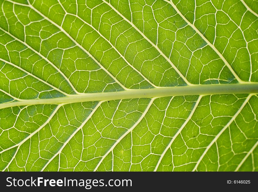 Green Leaf Backgroud