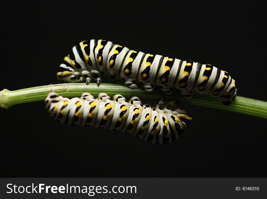 Photo of two butterfly caterpillars against a black background. Photo of two butterfly caterpillars against a black background.