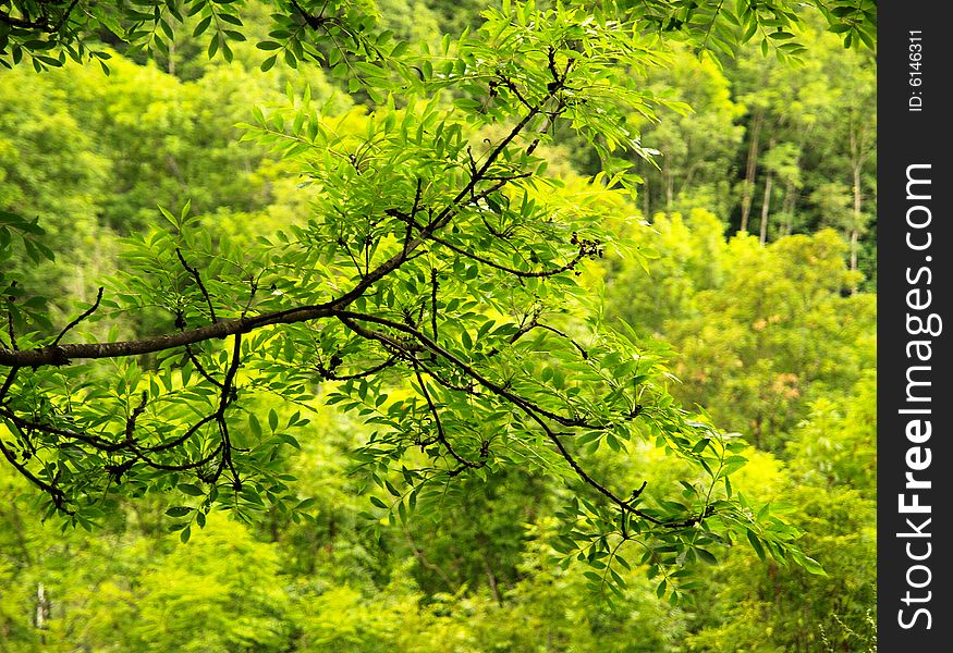 Green leaves on a green blurred background. Green leaves on a green blurred background.